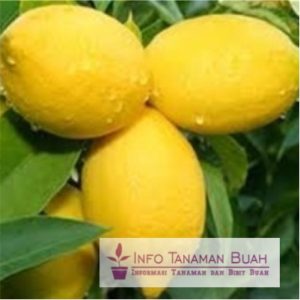 bibit buah lemon