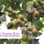 Bibit Jambu Air Bajang Leang – Jambu Air Manis & Cantik