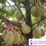 Bibit Durian Bawor – Durian Berukuran Besar Dengan Rasa Manis Legit