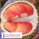 Bibit Durian Pelangi – Durian Unik dengan Buah Berwarna Warni