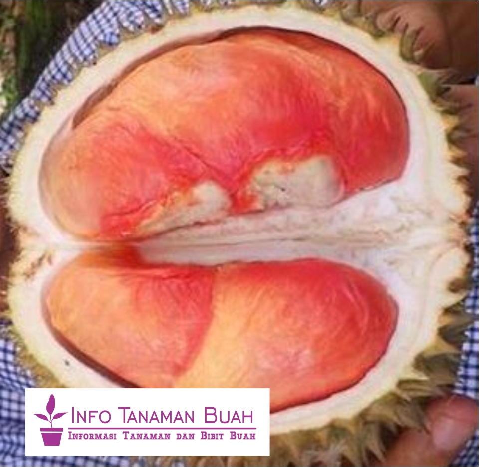 bibit durian pelangi