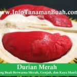 Jual Bibit Durian Merah – Durian Unik Dengan Daging Buah Merah