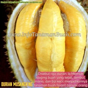 Bibit Durian Musangking