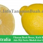 Jual Bibit Lemon Australia – Besar, Kuning, Tanpa Biji