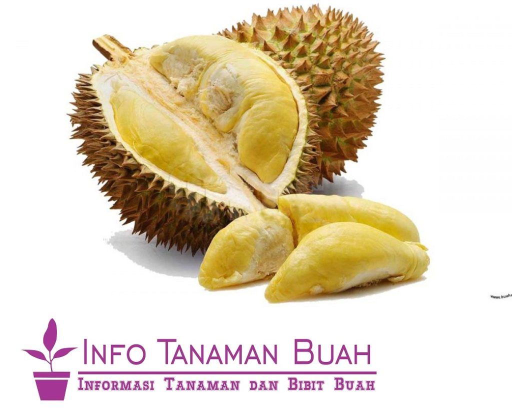 bibit durian petruk