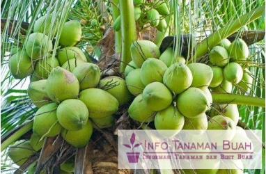 buah kelapa pandan wangi