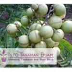 Bibit Kelengkeng Aroma Durian – Lengkeng Dataran Rendah Beraroma Durian