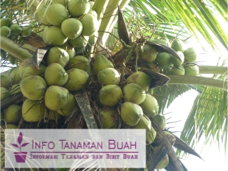 buah kelapa hijau
