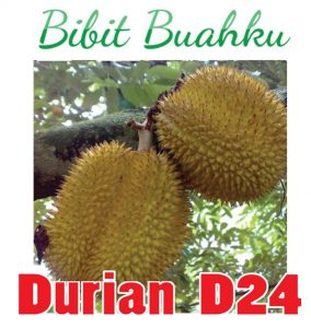 durian d24