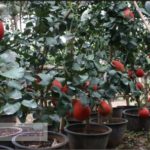 Tabulampot Jeruk Pamelo Merah – Cara Mudah Agar Pohon Jeruk Pamelo Berbuah