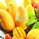 Jual Bibit Mangga Chokanan – Mangga Manis warna Kuning Mudah Berbuah
