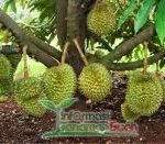 pohon durian musangking