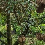 Cara Menanam Durian Pendek 3 Tahun Berbuah