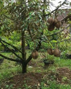 pohon durian pendek berbuah