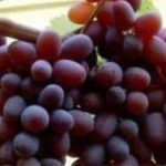 Beberapa Hal Yang Harus Diperhatikan Sebelum Membeli Bibit Anggur