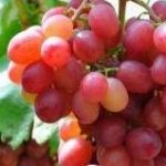 Jual Bibit Anggur Import dan Anggur Lokal Mudah Berbuah