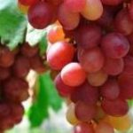 Cara Merawat tanaman Anggur Agar Tumbuh Subur