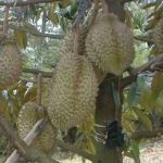 4 Penyakit Pada Durian, Nomor 4 Karena Kualitas Benih Buruk