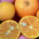 Tips memilih bibit jeruk yang berkualitas baik