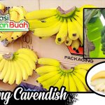 Jual Bibit Pisang Cavendish – Pisang Kuning Unggul Berukuran Jumbo
