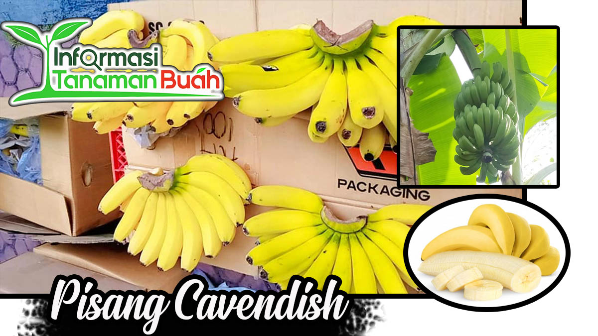 Jual bibit pisang Cavendish