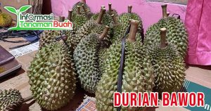 Harga durian bawor