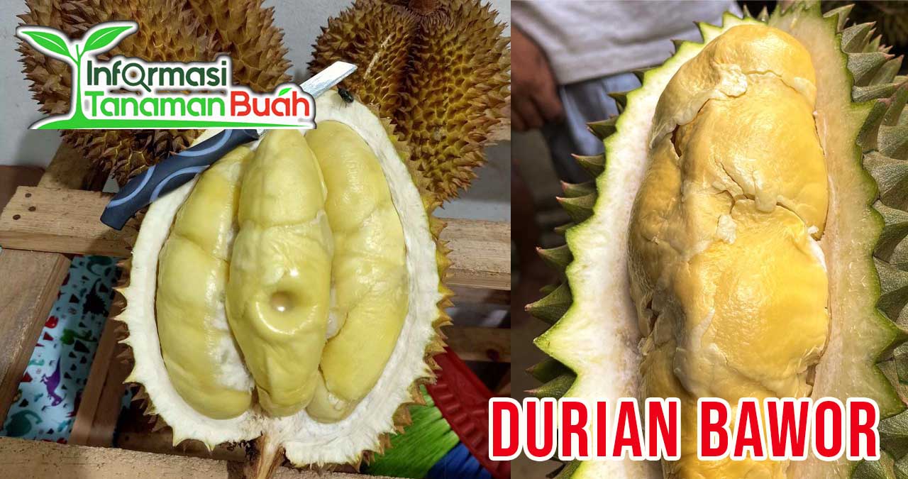 Keunggulan durian bawor
