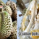 Sejarah Jenis Durian Bawor Banyumas Yang Menyaingi Durian Montong