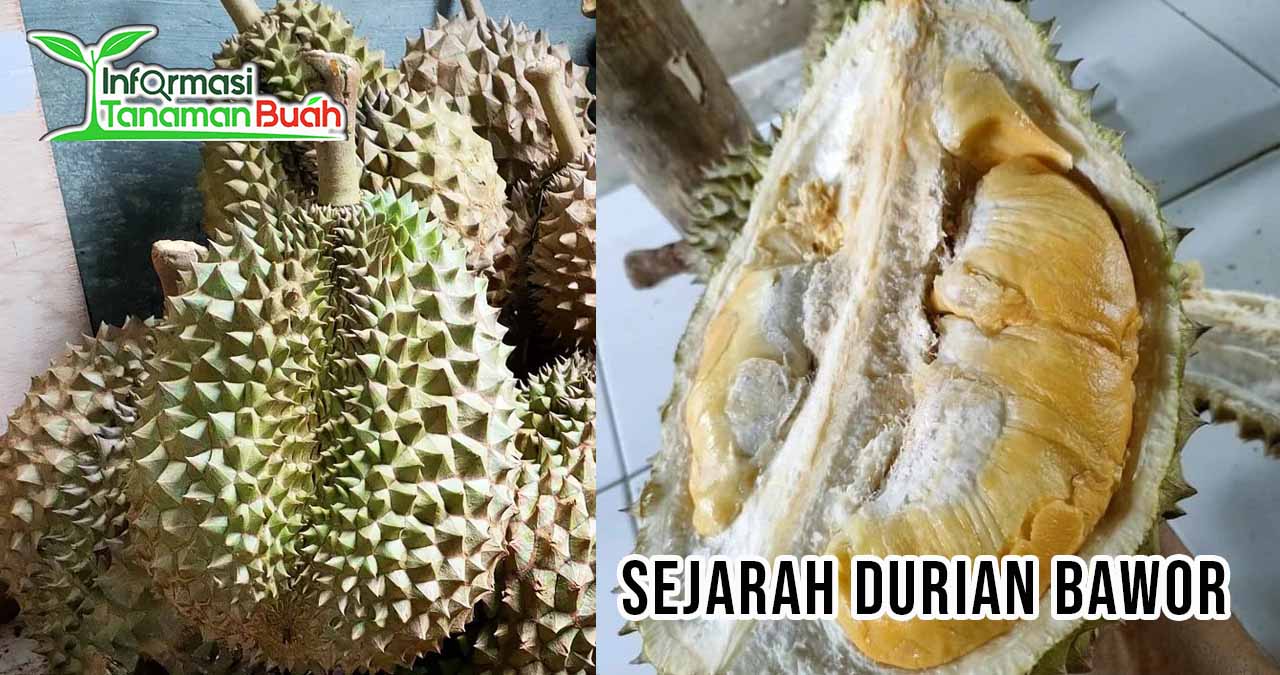 Keunggulan Durian Bawor