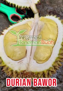 jual bibit durian bawor