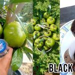 Budidaya Black Sapote – Buah Unik Dengan Rasa Puding Cokelat