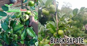 rasa buah black sapote