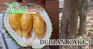 Buah Durian Kaki 3
