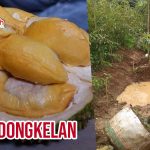 Bibit Durian Dongkelan, Keunggulan & Cara Penanamannya