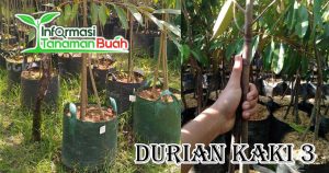Bibit Durian Kaki 3