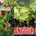 Bibit Anggur Ninel – Cepat Berbuah Di Indonesia