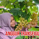 Bibit Anggur Transfiguration – Jenis Anggur Meja Termanis