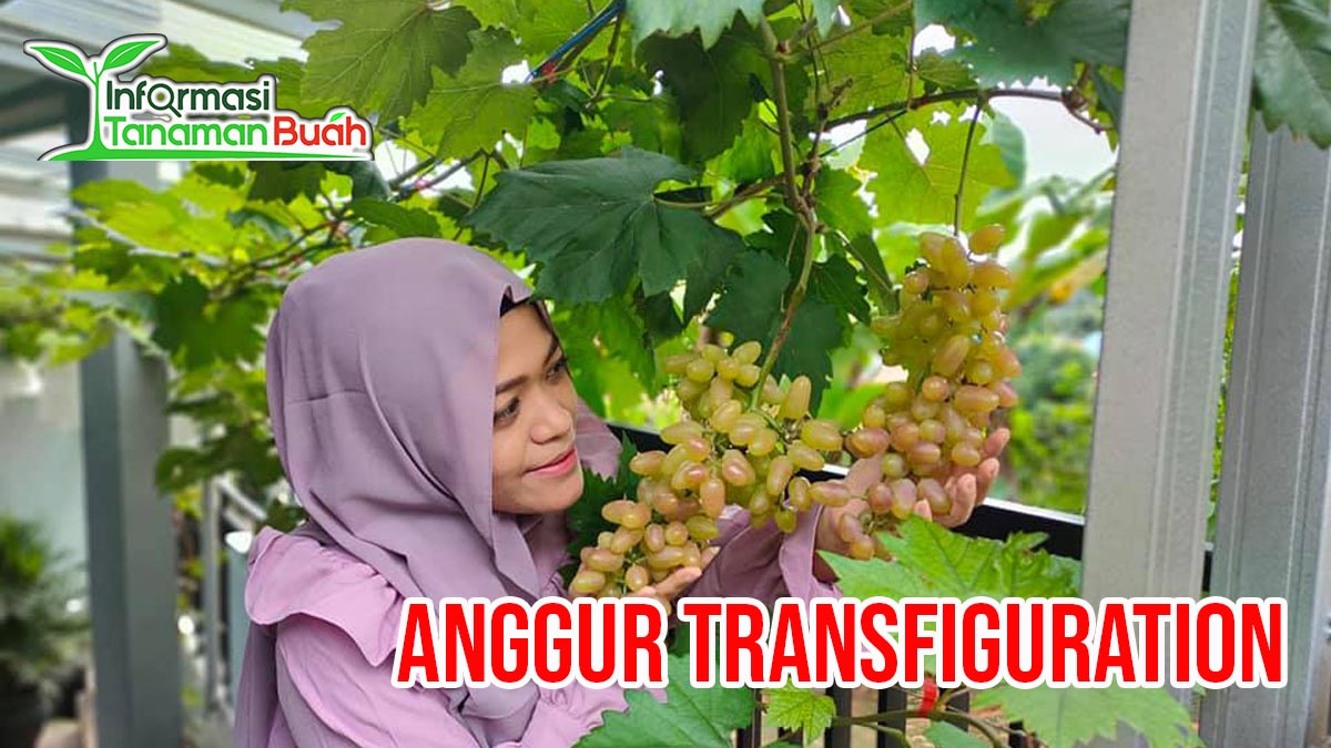 rasa bibit anggur transfiguration