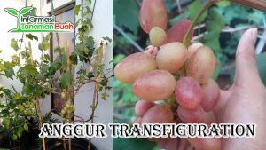 Tabulampot Anggur Transfiguration