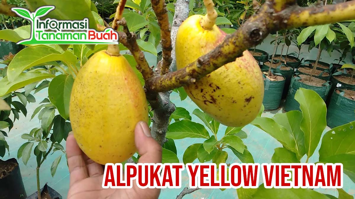 Bibit Alpukat Yellow Vietnam